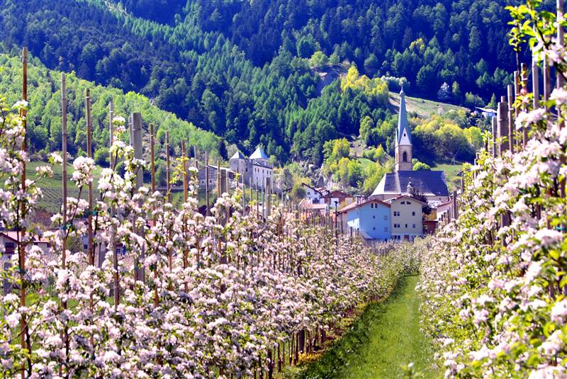 fruehling_apfelbluete